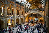 England, London, South Kensington, Natural History Museum (Naturhistorisches Museum), Interieur