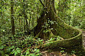 Meranti (Dipterocarpaceae) Baumpfeilerwurzel im Tieflandregenwald, Tawau Hills Park, Sabah, Borneo, Malaysia