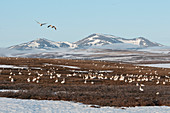 Große Brutkolonie der Schneegans (Chen caerulescens) auf Tundra, Wrangel-Insel, Russland