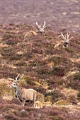 Scotland, Sutherland, Northwest Highlands, Lairg, red deer (Cervus elaphus) near Ardvreck Castle