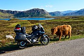 United Kingdom, Scotland, Highland, Sutherland, Durness, young Highland cow on the road along the Loch Eriboll in front of a motorcycle