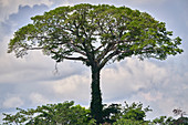 Seidenbaumwollbaum (Ceiba pentandra), Naturschutzgebiet Tambopata-Candamo, Peru
