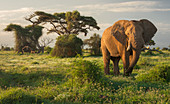 Afrikanischer Elefant (Loxodonta africana) im Grasland, Kilimandscharo, Amboseli-Nationalpark, Kenia