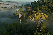 Tualang (Koompassia excelsa) Bäume im Tieflandregenwald, Danum Valley Conservation Area, Sabah, Borneo, Malaysia
