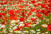 Blooming poppy field with daisies, Sibillini Mountains, Monti Sibillini, Monti Sibillini National Park, Parco nazionale dei Monti Sibillini, Apennines, Marche, Umbria, Italy