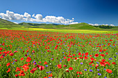 Blooming poppy field with rapeseed field in the background, Castelluccio, Sibillini Mountains, Monti Sibillini, Monti Sibillini National Park, Parco nazionale dei Monti Sibillini, Apennines, Marche, Umbria, Italy