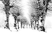 Snow-covered linden trees on an avenue, Tutzing, Germany