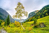 Birke in Herbstfärbung im Ahornboden, Eng, Karwendel, Bayern, Deutschland
