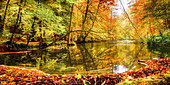 Herbstwald an der Würm, Leutstetten, Bayern, Deutschland