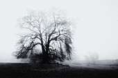 Big bare tree in the fog in the park, Bernried, Bavaria, Germany