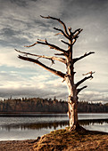 Bare dead tree at the Ostersee, Bavaria, Germany