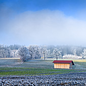 Cultivated landscape with barn in winter, Bavaria, Germany