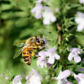 Honey bee in action, Bad Honnef / Rhein, Germany
