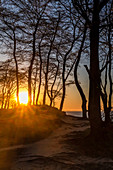 Sunset in the forest on the steep coast, Weissenhäuser Strand, Eitz, Baltic Sea, Ostholstein, Schleswig-Holstein, Germany