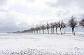 Winter avenue in a snowstorm, Georgshof, Ostholstein, Schleswig-Holstein, Germany