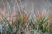 Spätsommerliches Gras und Wollgras im Hochmoor auf den Färöer Inseln
