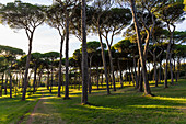 Pinien im Villa Doria Pamphilj Park, Rom, Italien
