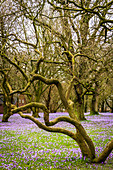 Crocus blossom in Husum Palace Park, North Frisia, Schleswig-Holstein, Germany