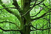 Old beech in the forest of Saint-Sauveur-le-Vicomte, 50390. Cotentin peninsula Normandy.