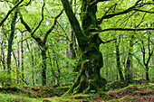 Old beech in the forest of Saint-Sauveur-le-Vicomte, 50390. Cotentin peninsula Normandy.