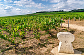 Wine growing in Champagne, Montagne de Reims, Route du Champagne, France