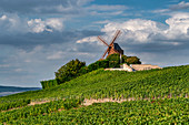 Mühle von Verzenay, Weinberg, Mumm Champagner, Champagne, Frankreich