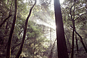 Sonnenstrahlen im morgendlichen Wald, Big Basin State Park, Kalifornien, USA