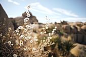 Grasses backlit in Joshua Tree Park, California, USA.