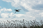 Purple Heron (Ardea purpurea) in the Danube Delta, lands in the reeds, Sulina, Tulcea, Romania,