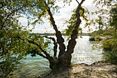 Burkheimer Baggersee, Burkheim, Vogtsburg, Kaiserstuhl, Baden-Württemberg, Deutschland