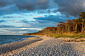 Afternoon mood on the west beach of Darß in the Western Pomerania Lagoon Area National Park, Fischland-Darß-Zingst, Mecklenburg-Western Pomerania, Germany, Europe.