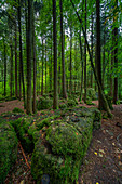 Felsblöcke im Druidenhain, sagenumwobenes Waldstück, fränkische Schweiz, Bayern, Deutschland, Europa