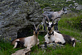 In the South Tyrolean Texel Group Nature Park, the high alpine pastures are farmed with goats, sheep and individual cattle, just like around the Oberkaseralm.