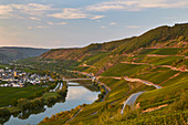 Summer evening on the Moselle near Trittenheim, wine-growing region, Rhineland-Palatinate, Germany, Europe