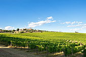 View of San Gusmé, Siena, vineyards in Tuscany, Italy