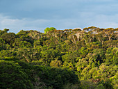 Rainforest on the Amazon near Manaus, Amazon Basin, Brazil, South America