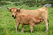 Asturische Kuh mit trinkendem Kalb, Nationalpark Picos de Europa, Kantabrisches Gebirge, Asturien, Spanien
