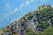 Mehrere Gänsegeier sitzen auf Felskamm, vom Picu Tiedu, Nationalpark Picos de Europa, Kantabrisches Gebirge, Asturien, Spanien