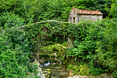 Stark eingewachsener Bach mit Brücke und Haus, Picos de Europa, Nationalpark Picos de Europa, Kantabrisches Gebirge, Asturien, Spanien