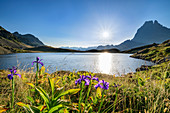 Wild iris in front of Lac Roumassot and Pic du Midi d´Ossau, Lac Roumassot, Pyrenees National Park, Pyrénées-Atlantiques, Pyrenees, France
