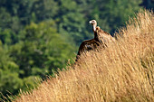 Griffon vulture with outstretched wings sits in the grass, Gyps fulvus, Pyrenees National Park, Pyrénées-Atlantiques, Pyrenees, France