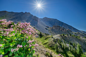 Blumenwiese am Col d´Izoard mit Casse Deserte im Hintergrund, Col d´Izoard, Cottische Alpen, Hautes-Alpes, Frankreich