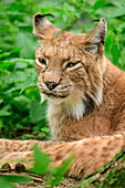 Lynx, lynx, Poing Wildlife Park, Upper Bavaria, Bavaria, Germany