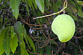 Mango fruit grows on its tree in Rarotonga, Cook Islands.The antioxidant compounds in mango fruit found to protect against variety of human cancers. Food background and texture. Copy space