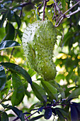 Stachelannone wächst auf dem Baum in Rarotonga auf den Cookinseln, sie werden in der Alternativmedizin zur Krebsbehandlung verwendet.