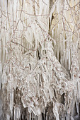 Frost am Baum, Yverdon-les-Bains, Schweiz