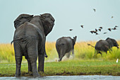 Elefant geht durch Wasser, Chobe National Park, Botswana, Afrika