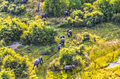 Aerial view of elephants, Okavango Delta, Botswana, Africa