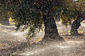 Sprinklers watering olive trees in Apulia, Puglia, Italy