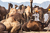 Camel Fair, Pushkar, Rajasthan State, India